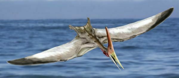 An artists rendition of a flying Pteranodon.  By Nobu Tamura (www.palaeocritti.com)